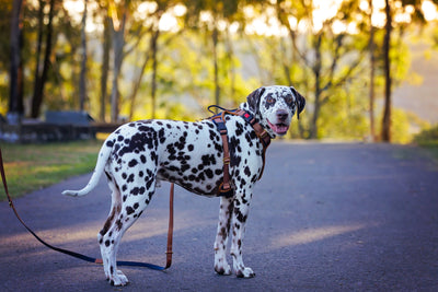 No Pull Dog Harness | Step in | Reflective | Heavy Duty | Easy Reach Handle | The Coco-No Pull-Dizzy Dog Collars