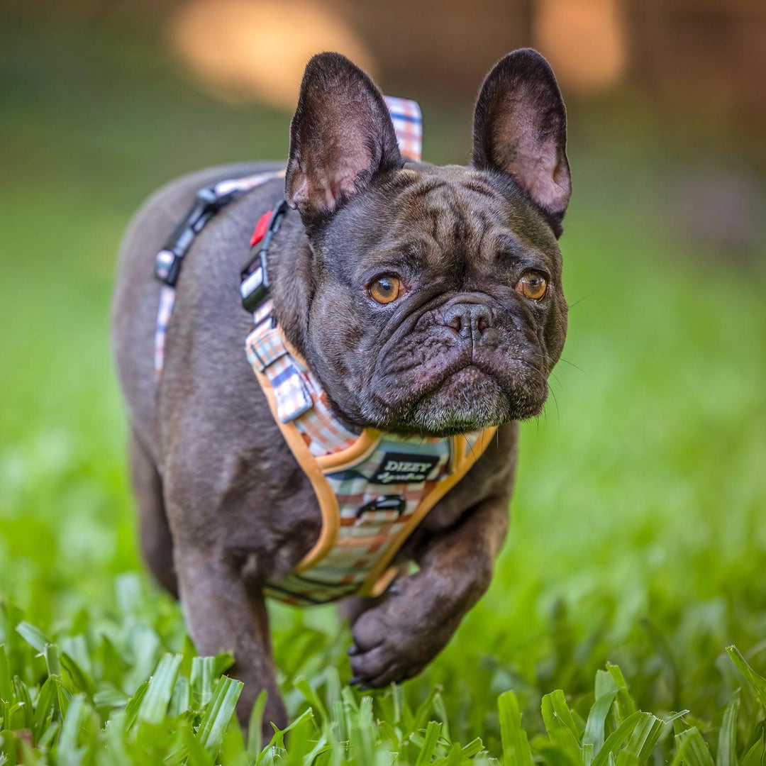 No Pull Dog Harness Step in Reflective Heavy Duty Easy Reach Handle Vintage Gingham