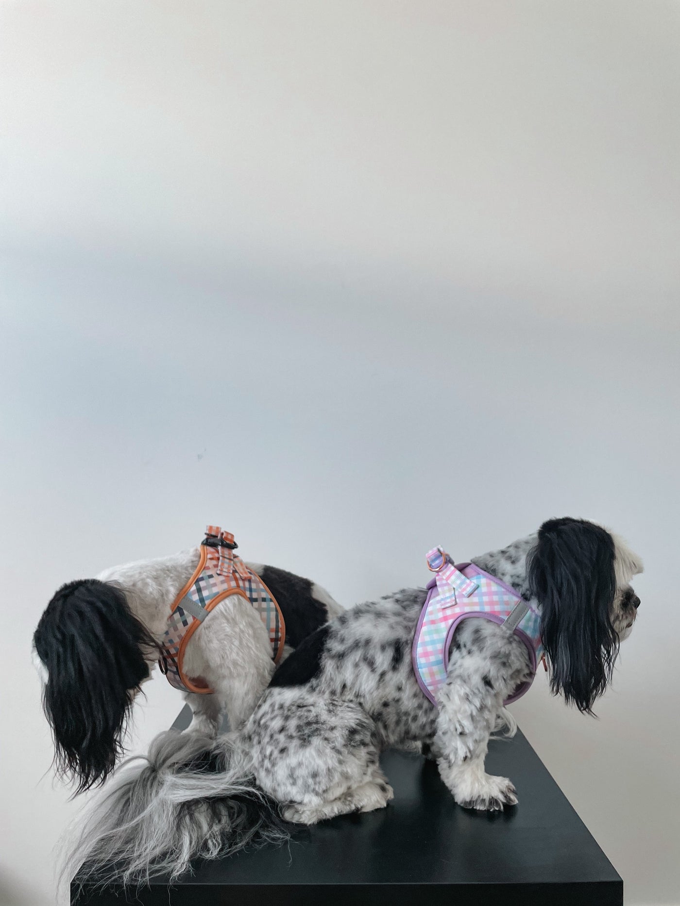 No Pull, Step In Harness | Suitable for XS to Medium Dogs and Cats | Sherbet Gingham-Harness-Dizzy Dog Collars