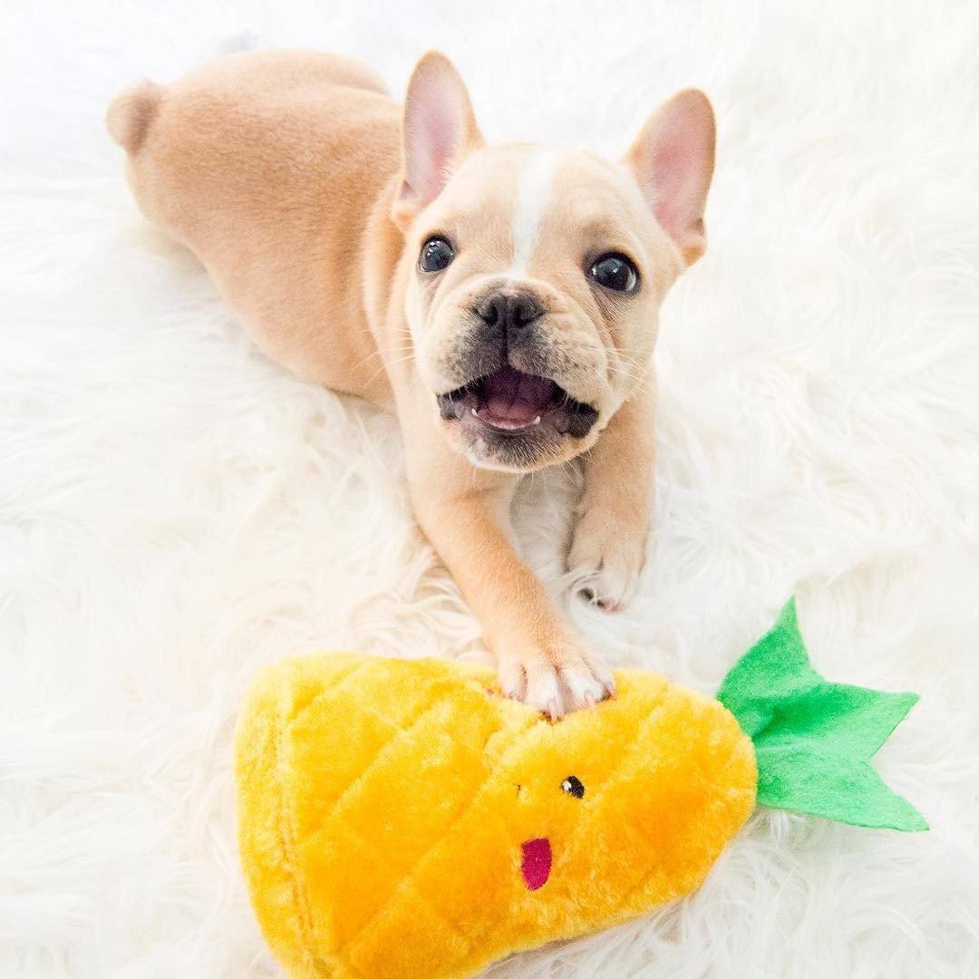 NomNomz - Pineapple-Dizzy Dog Collars-Dizzy Dog Collars