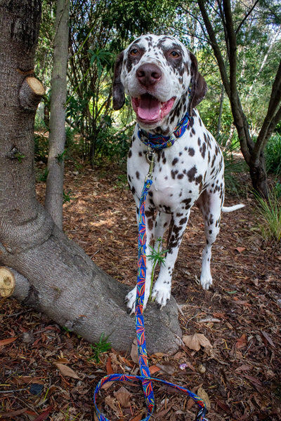 Oasis Dog Leash | Canvas & Neoprene | Premium Quality Fully Padded Leash-Leash-Dizzy Dog Collars