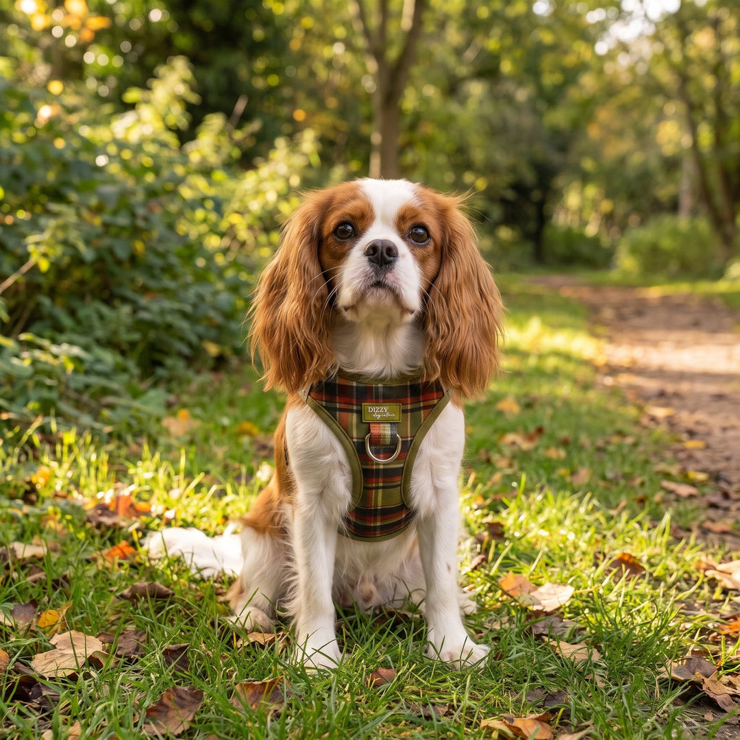 An Olive Christmas : Step In Dog Harness