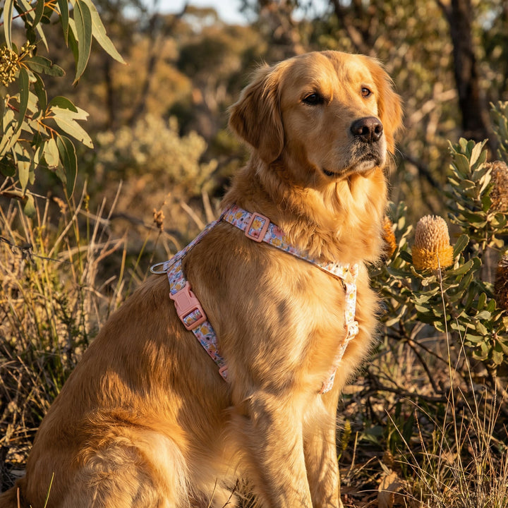 Dog sitting in a natural setting with plants and trees.