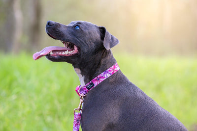 Perfect Petals Dog Collar | Value Range Dog Collar-Dog Collar-Dizzy Dog Collars