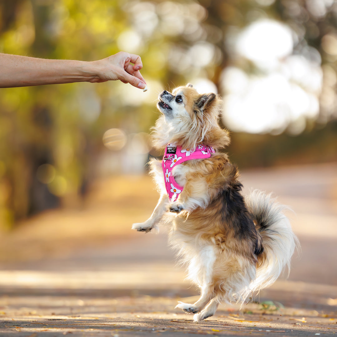 DOG HARNESS | Darling Daisy: Pink Daisy | Neck Adjustable Dog Harness