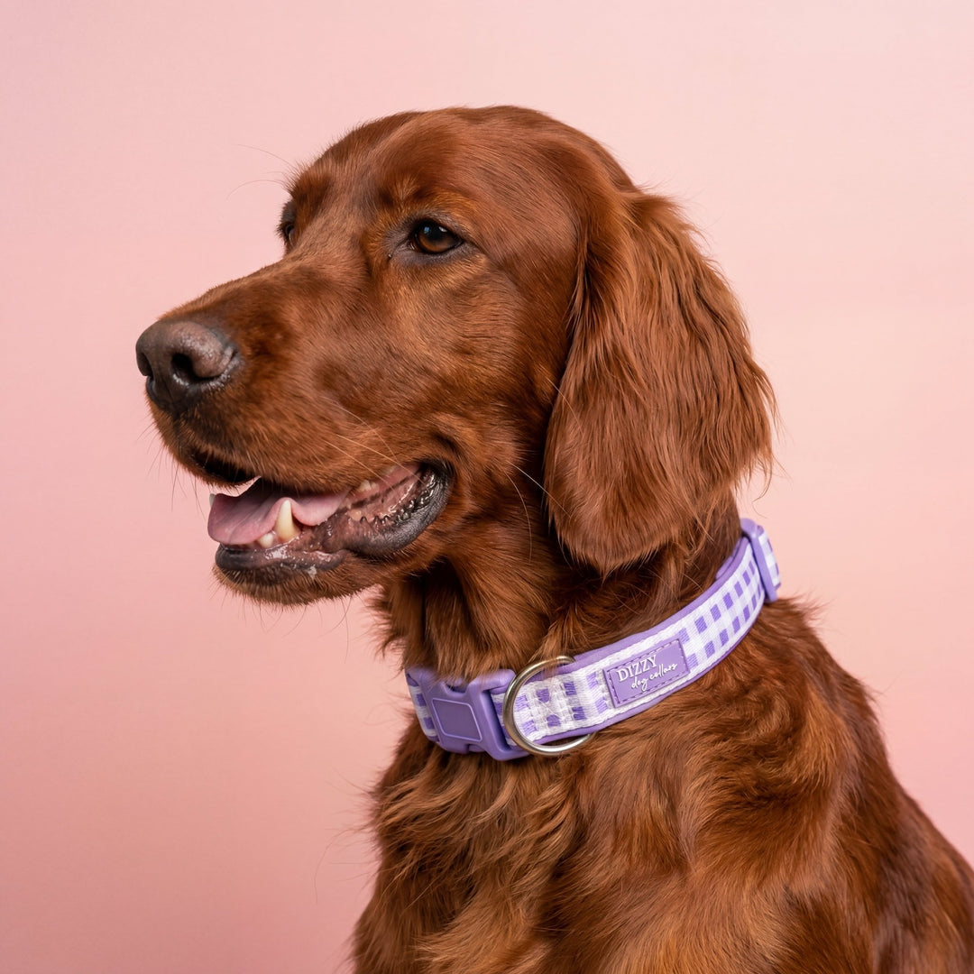 red setter wearing a purple collar with a checkered pattern on a pink background