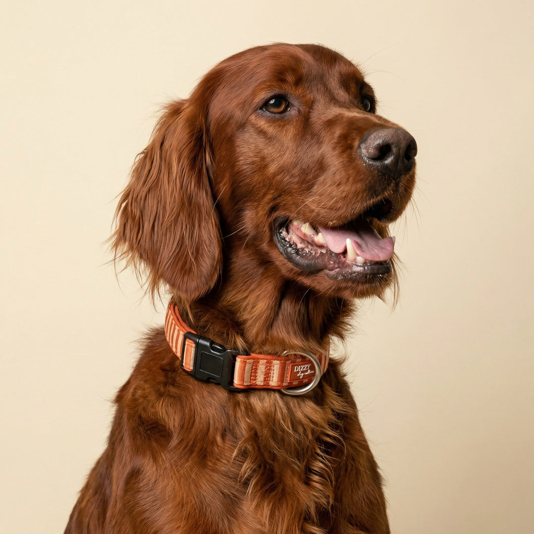 red setter dog wearing an orange collar on a beige background