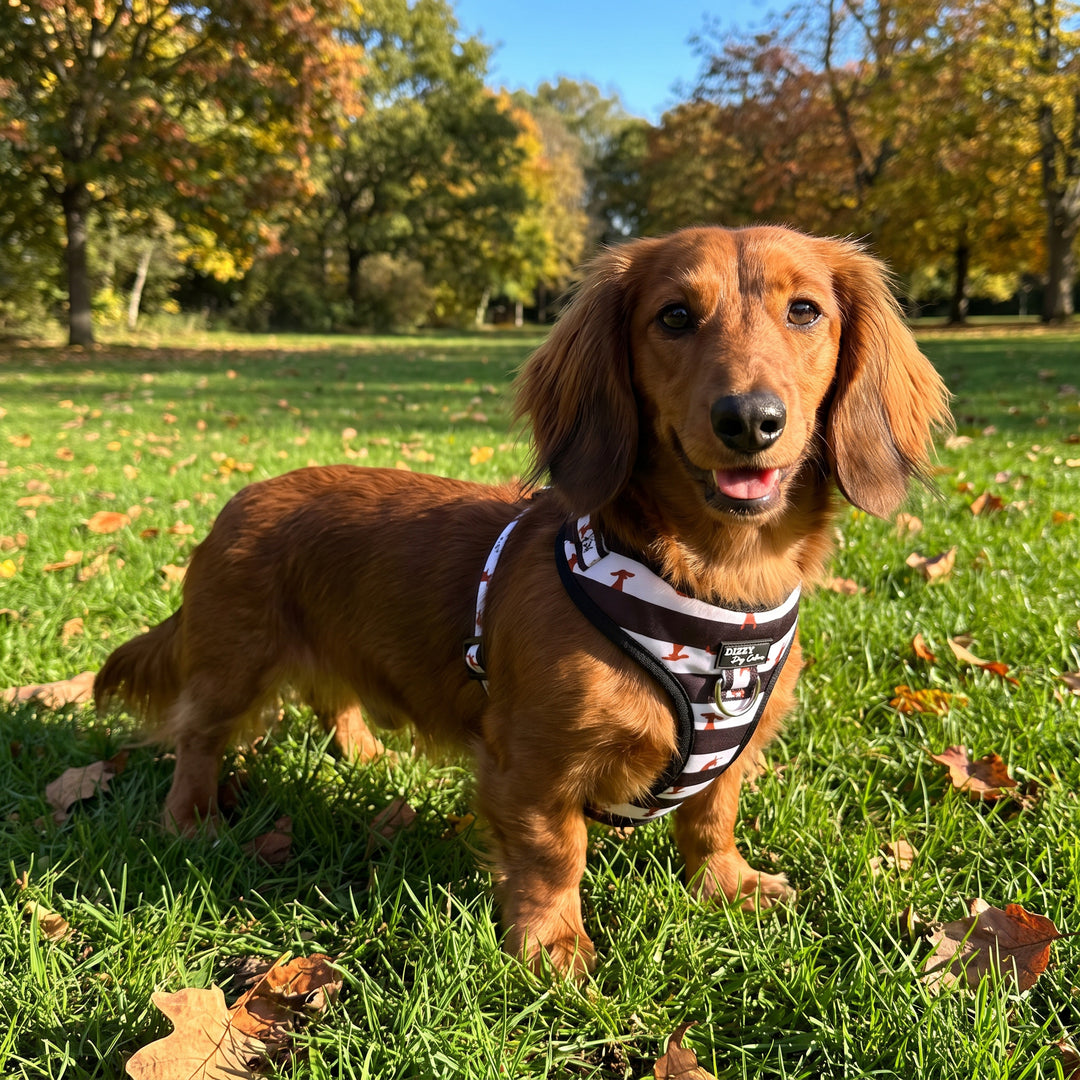 DOG HARNESS | Peek-a-Moo: Dachshund Print  | Neck Adjustable Dog Harness