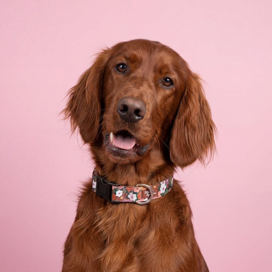 Autumn Acres Dog Collar | Neoprene Padded | Stainless Steel Hardware