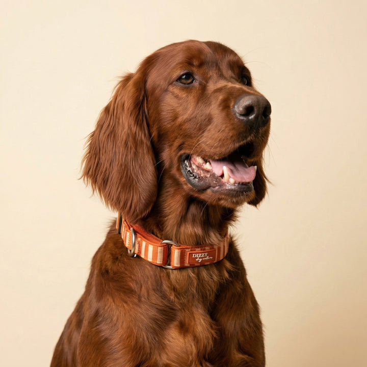 Brown dog wearing a brown collar on a beige background