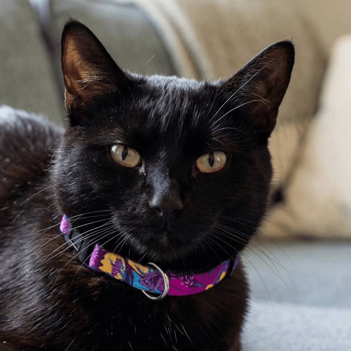 Sapphire Showers Cat Collar | Toy Breed Dog Collar | Puppy Collar