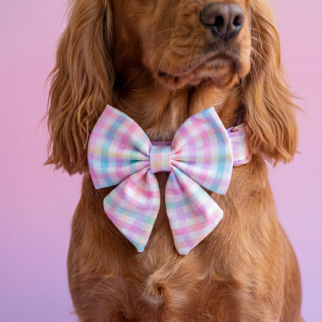 Dog wearing a pastel plaid bow tie against a pink background