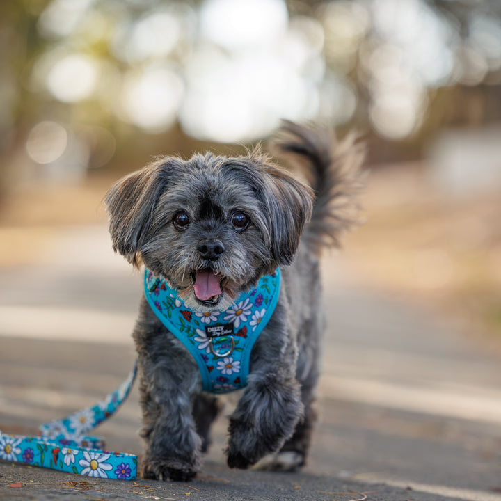 DOG HARNESS | Ladybird Lane | Neck Adjustable Dog Harness