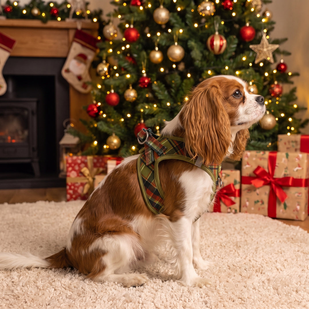An Olive Christmas : Step In Dog Harness