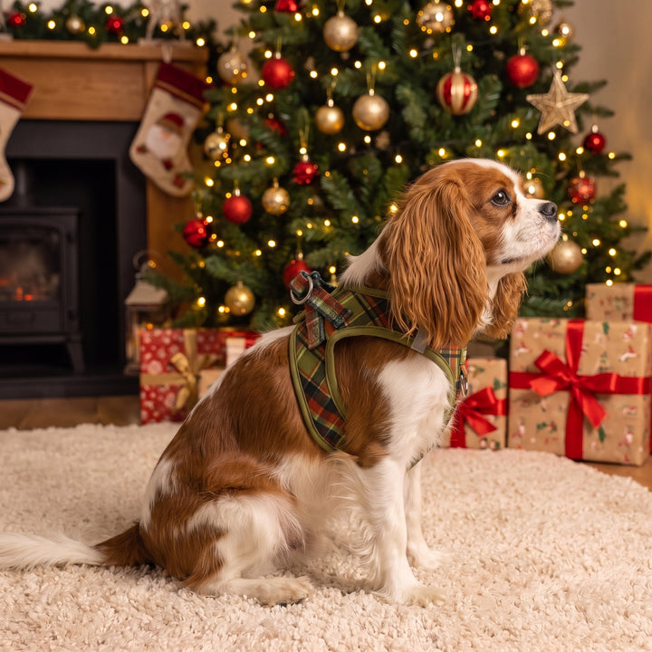 An Olive Christmas : Step In Dog Harness
