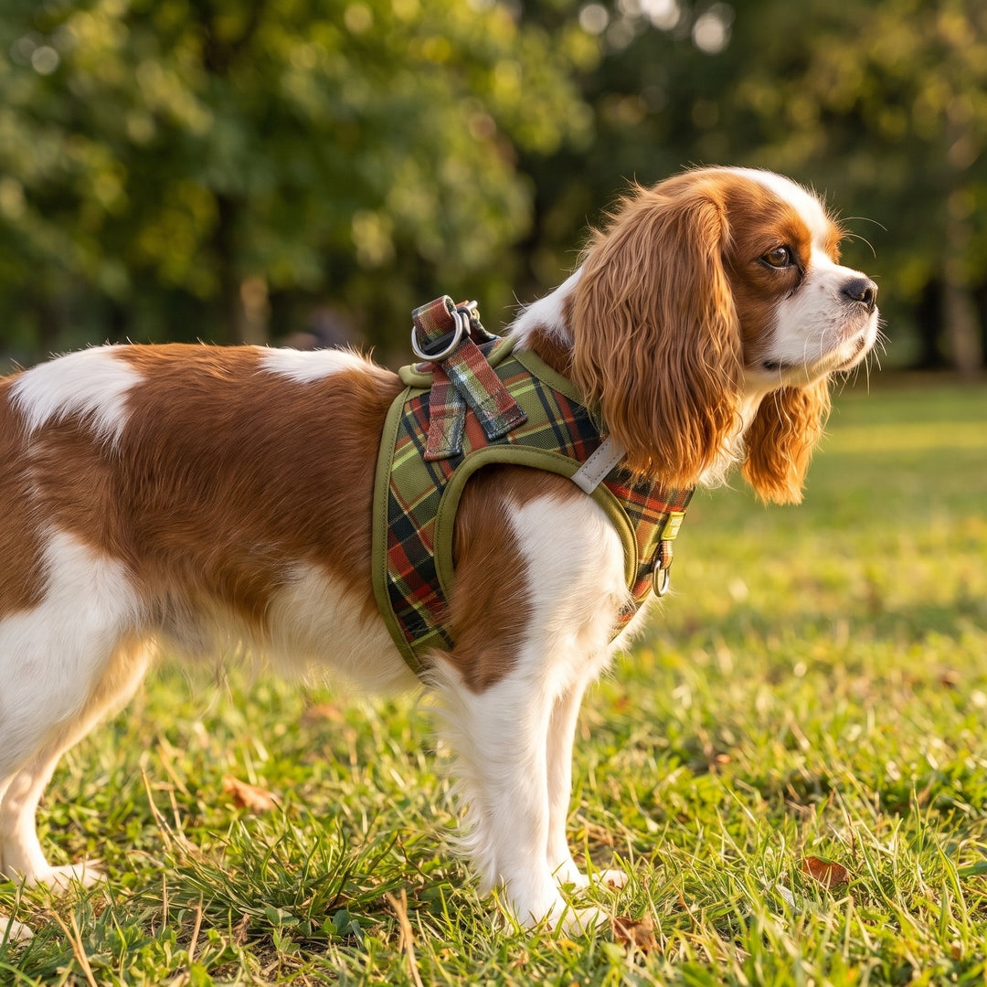 An Olive Christmas : Step In Dog Harness