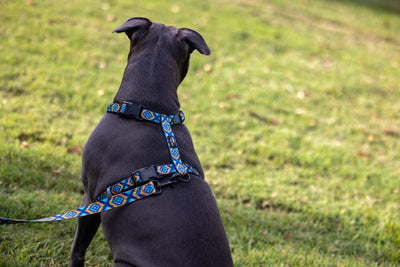 Step in H-Harness with front & back attachment | Aztec Empire | Fully Padded Neoprene Harness-H-Harness-Dizzy Dog Collars