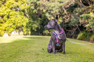 Step in H-Harness with front & back attachment | Birds of Paradise | Fully Padded Neoprene Harness-H-Harness-Dizzy Dog Collars