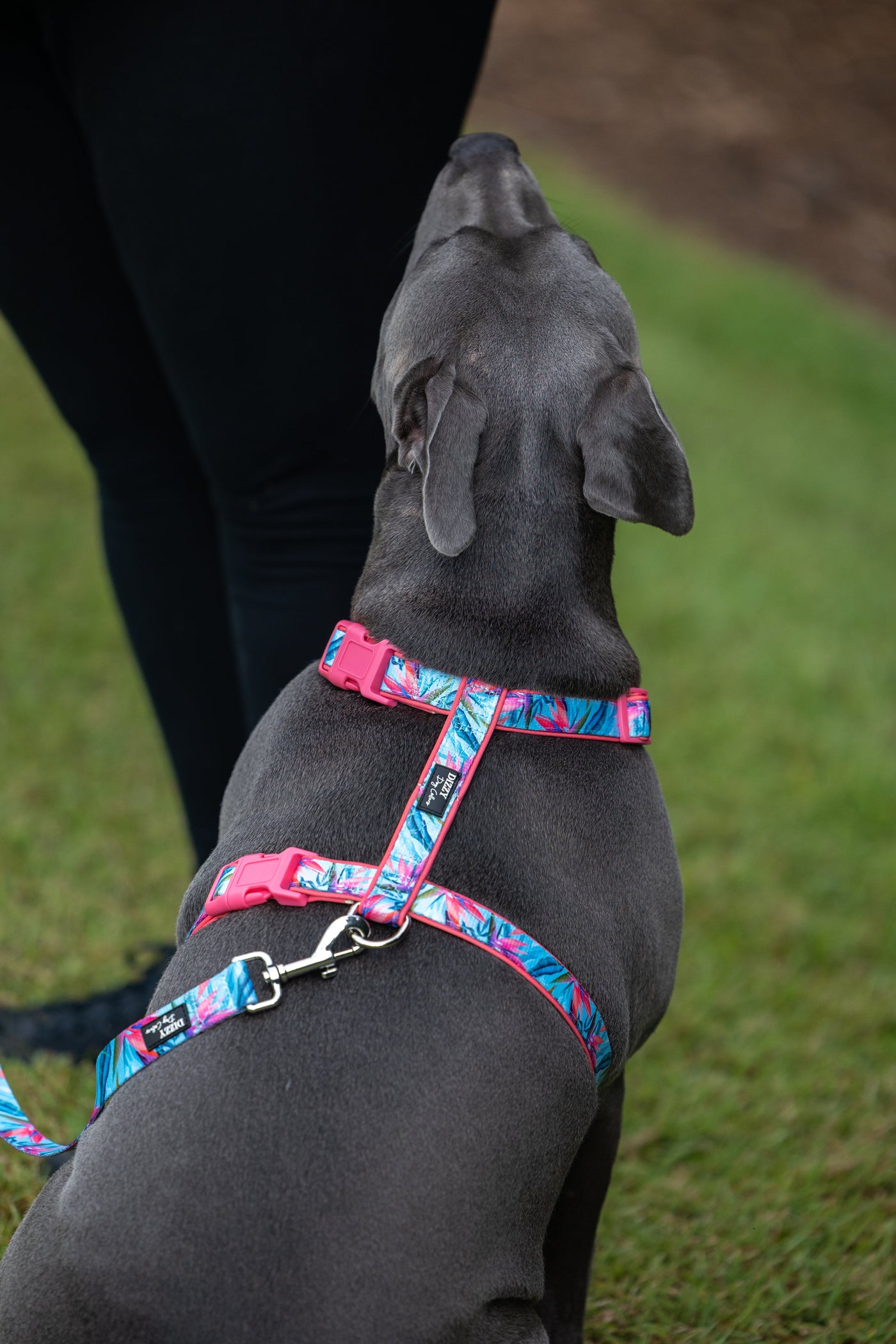 Step in H-Harness with front & back attachment | Birds of Paradise | Fully Padded Neoprene Harness-H-Harness-Dizzy Dog Collars