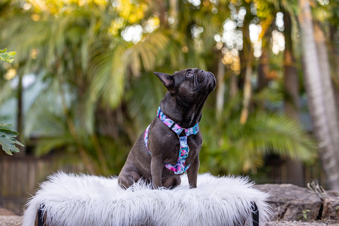 Step in H-Harness with front & back attachment - Blossom Rose-Harness-Dizzy Dog Collars