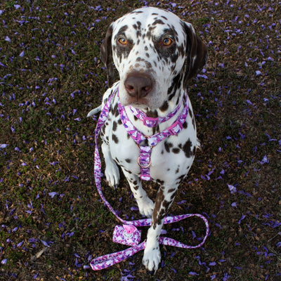 Step in H-Harness with front & back attachment | Candy Sky Butterfly | Fully Padded Canvas & Neoprene Harness-H-Harness-Dizzy Dog Collars