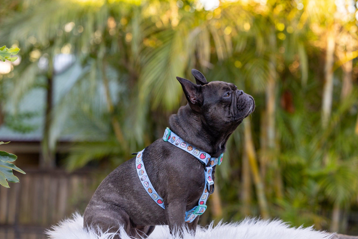 Step in H-Harness with front & back attachment | Dizzy's Dessert-Harness-Dizzy Dog Collars