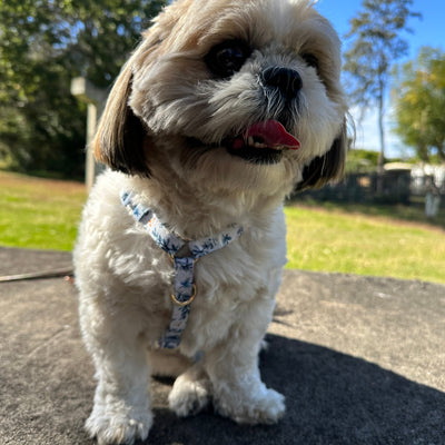Step in H-Harness with front & back attachment | Little Lou | Fully Padded Canvas & Neoprene Harness-H-Harness-Dizzy Dog Collars