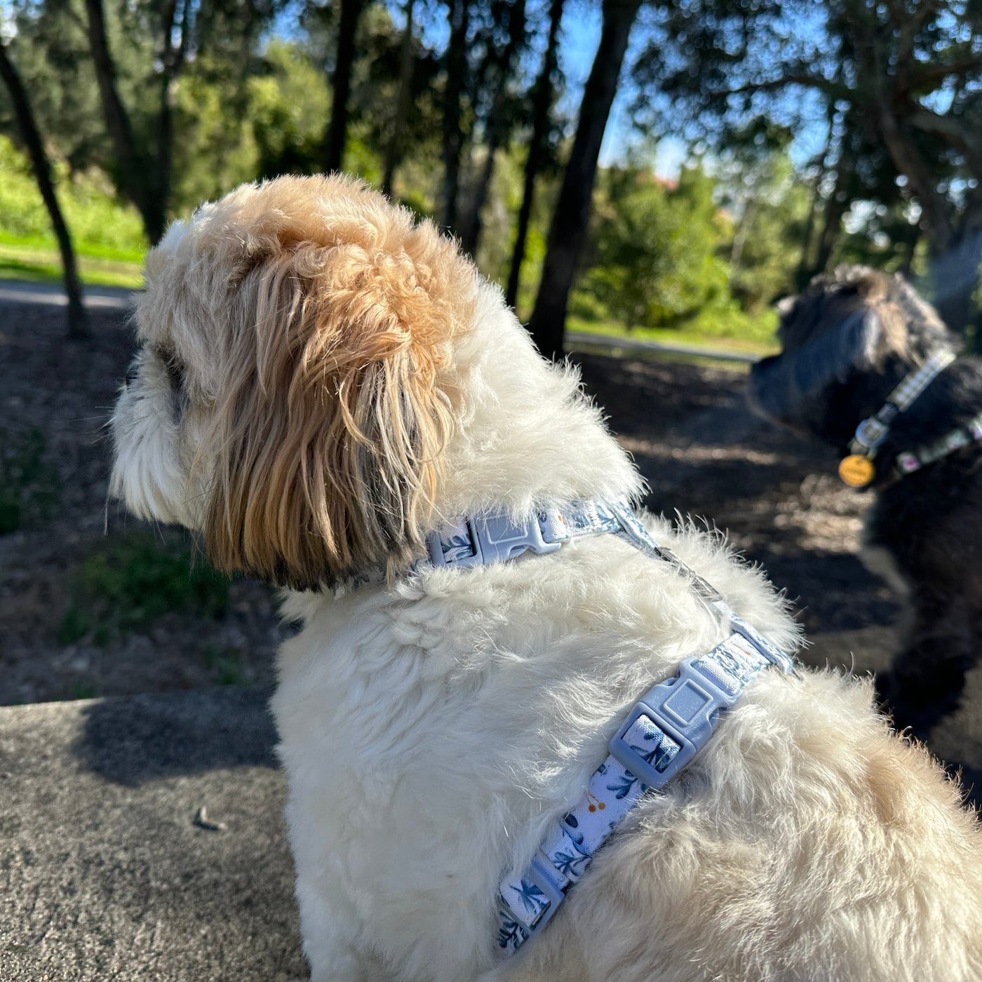 Step in H-Harness with front & back attachment | Little Lou | Fully Padded Canvas & Neoprene Harness-H-Harness-Dizzy Dog Collars