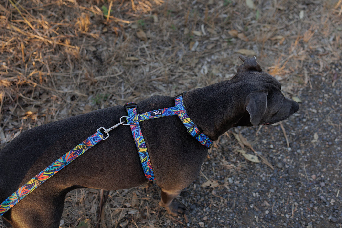 Step in H Harness with front & back attachment | Oasis | Fully Padded Canvas & Neoprene Harness-H-Harness-Dizzy Dog Collars