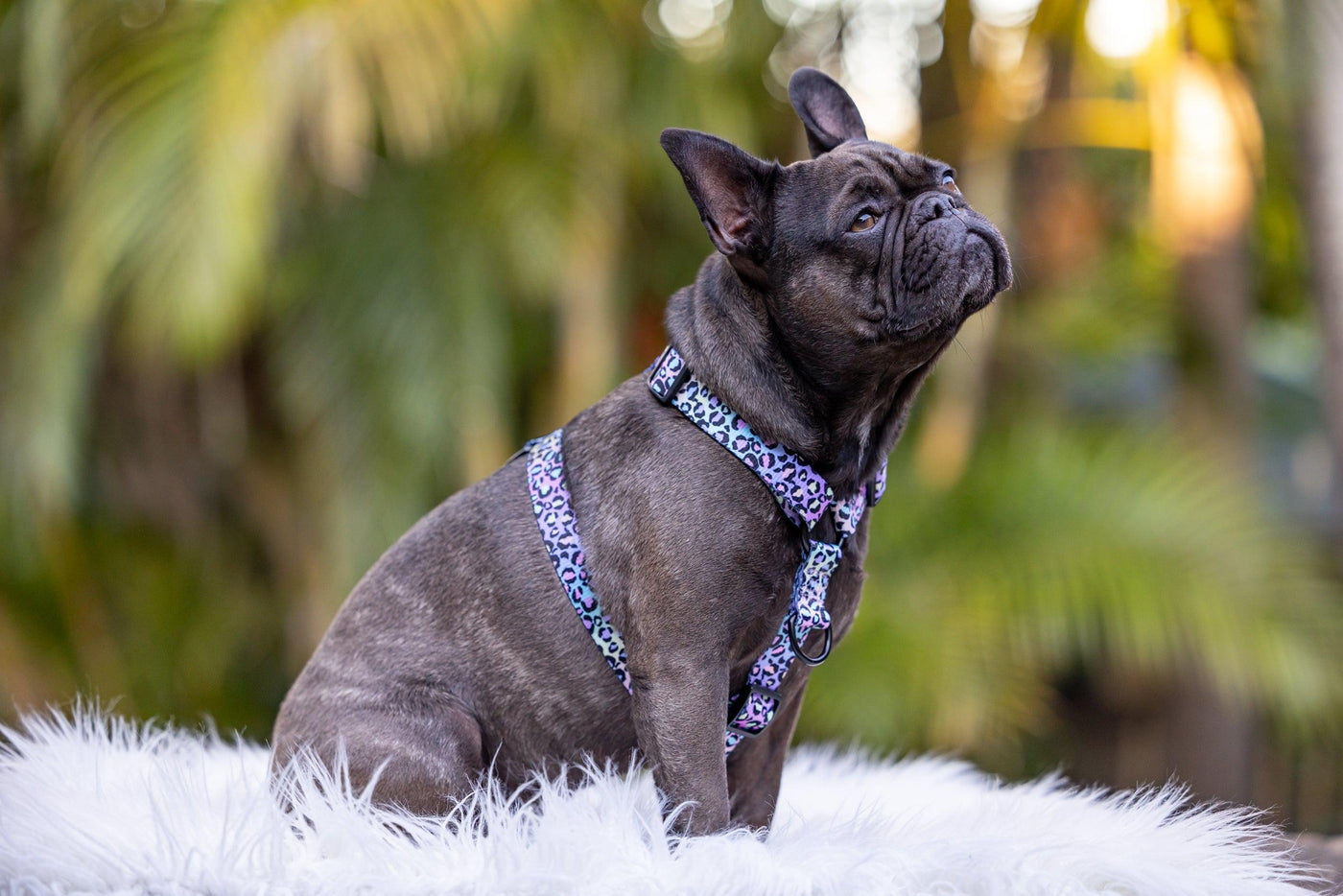 Step in H-Harness with front & back attachment - Ombre Leopard-Harness-Dizzy Dog Collars