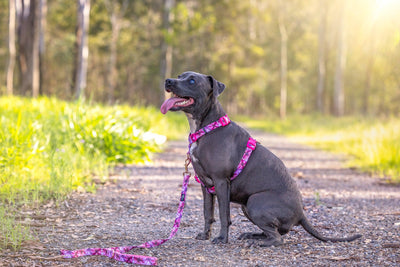 Step in H-Harness with front & back attachment - Perfect Petals-Harness-Dizzy Dog Collars