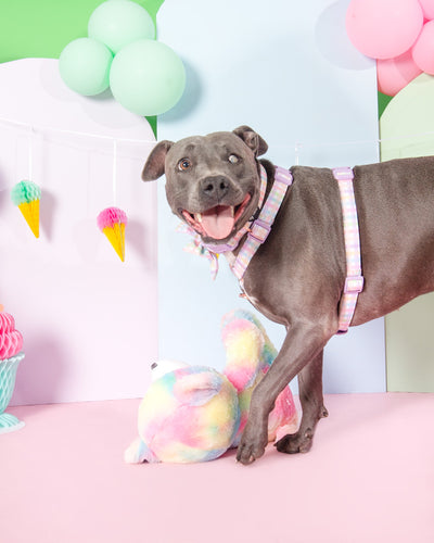 Step in H-Harness with front & back attachment | Sherbet Gingham | Fully Padded Canvas & Neoprene Harness-H-Harness-Dizzy Dog Collars