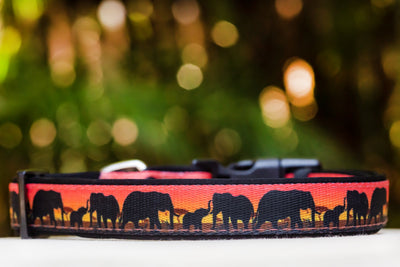Sunset Elephants Dog Collar (Premade)-Dog Collar-Dizzy Dog Collars