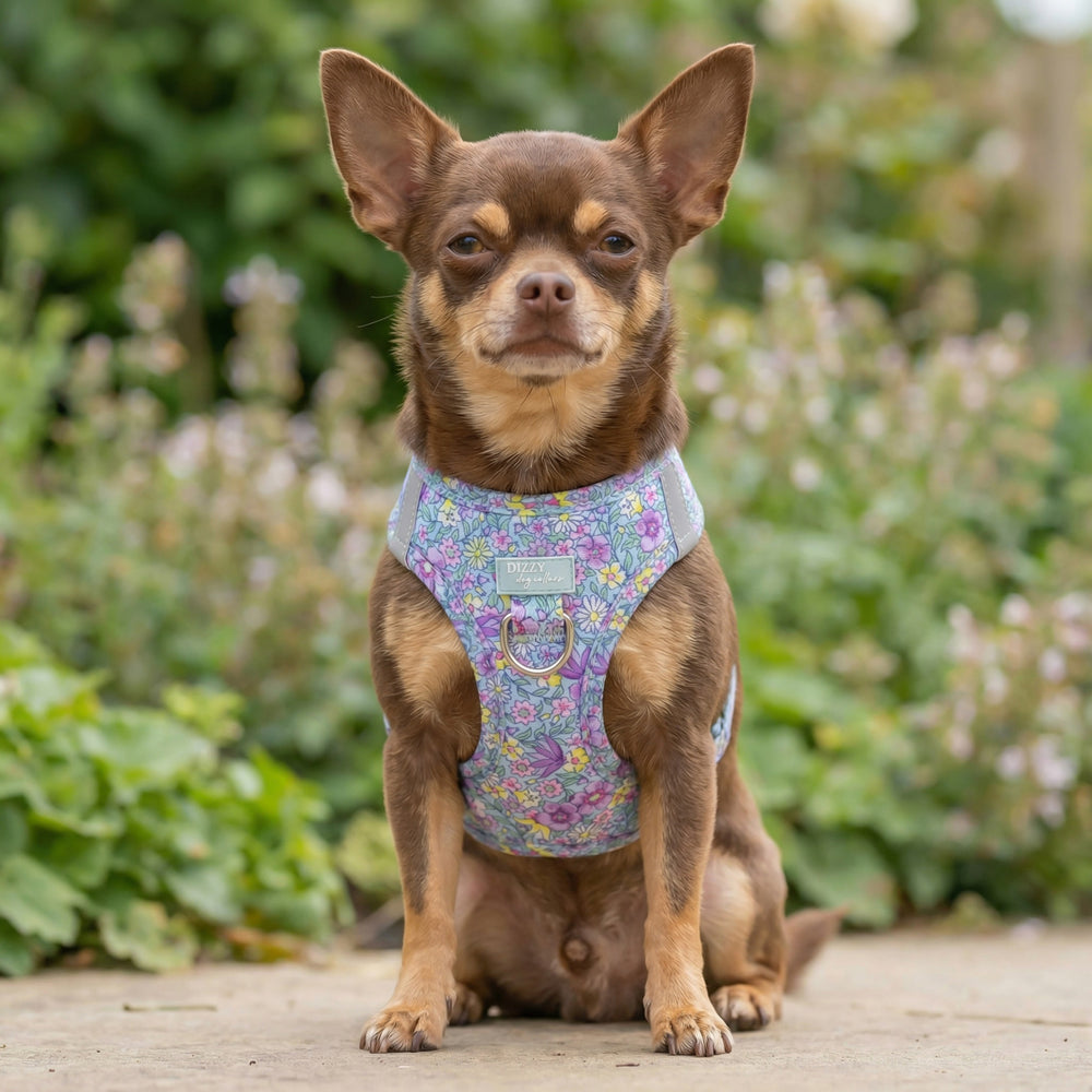 Small dog wearing a floral harness sitting outdoors with greenery in the background