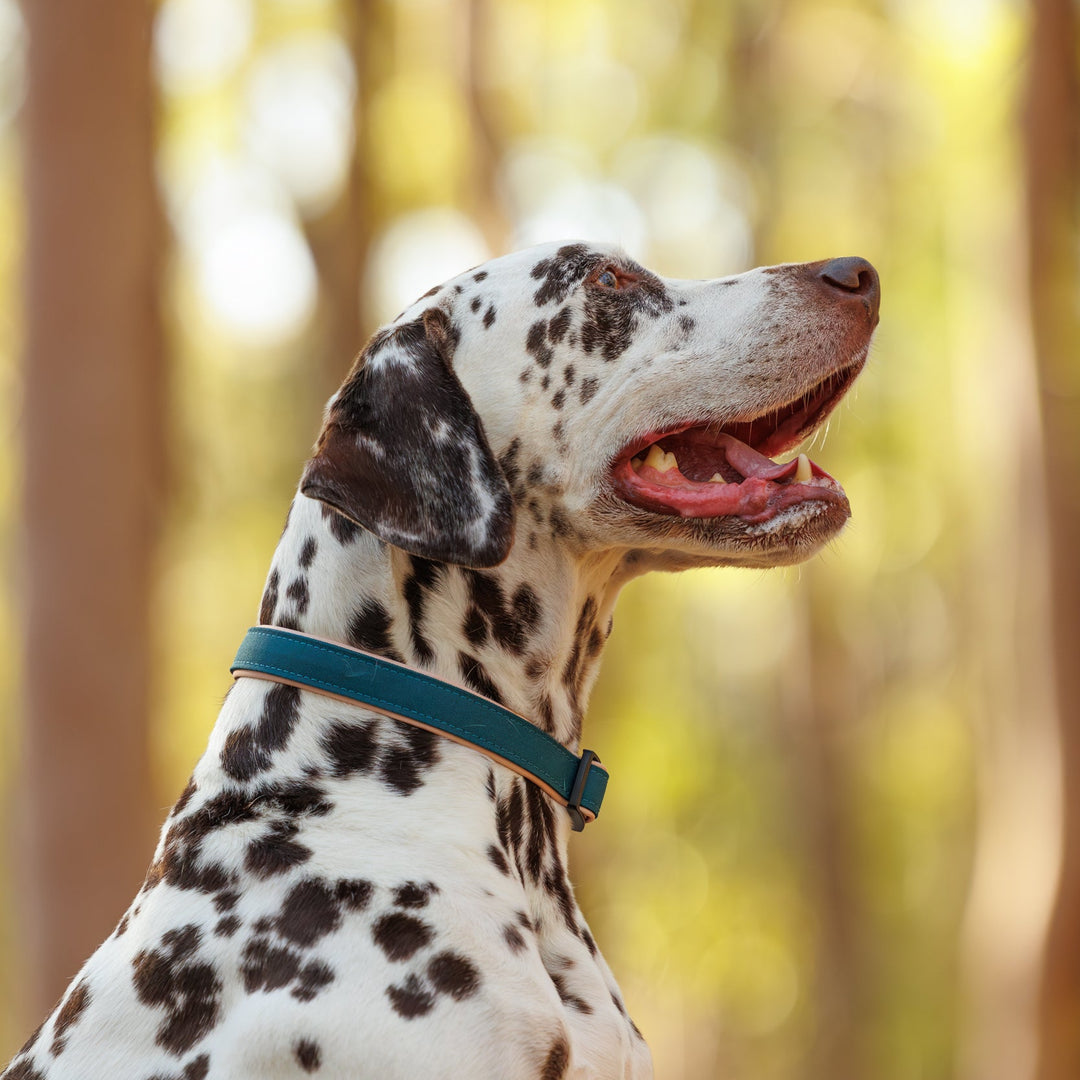 Dalmatian dog with a blue collar in a forest setting