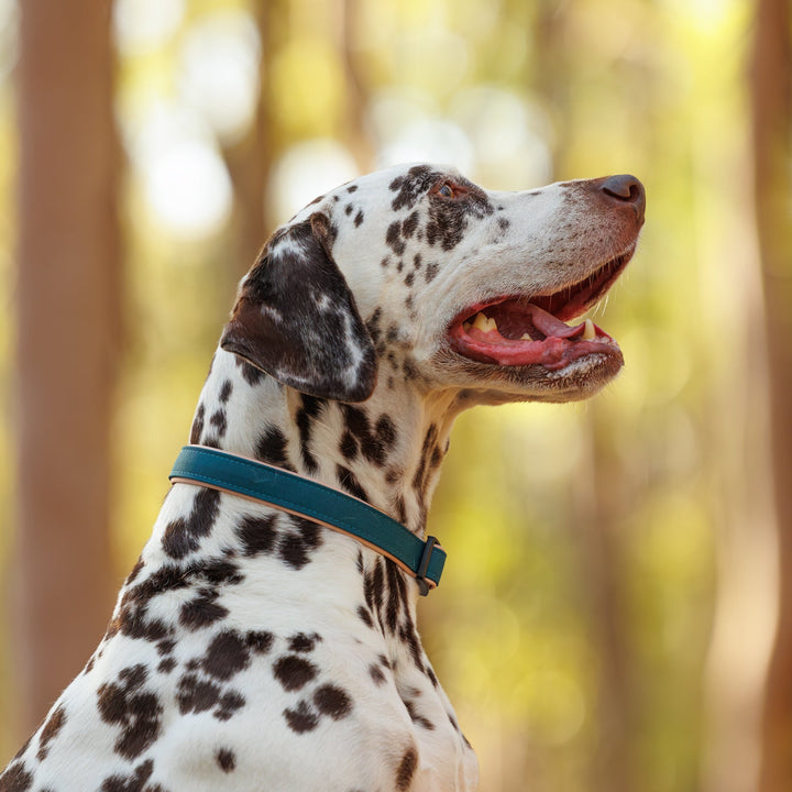 Dalmatian dog with a blue collar in a forest setting