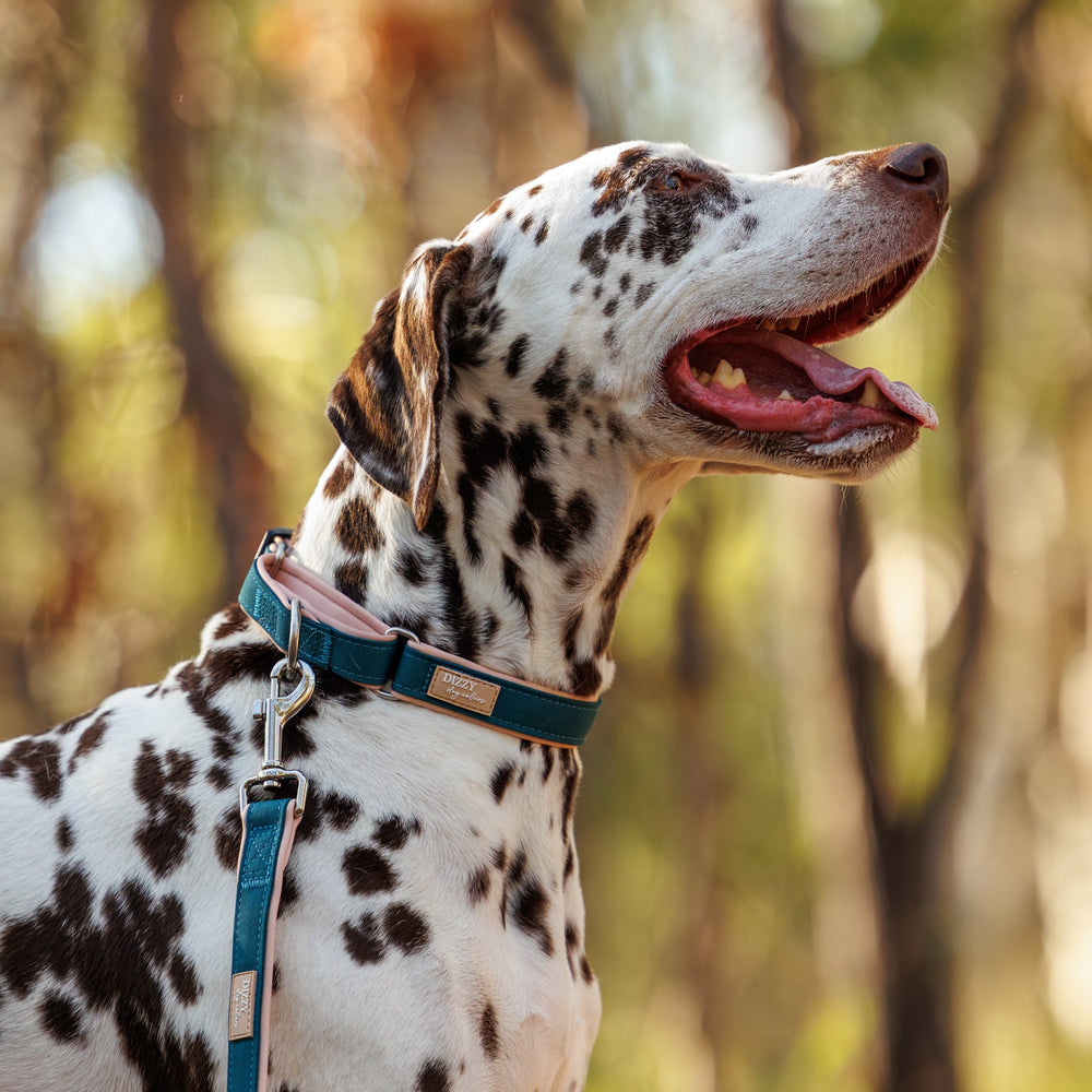 Dalmatian dog on a leash in a forest setting