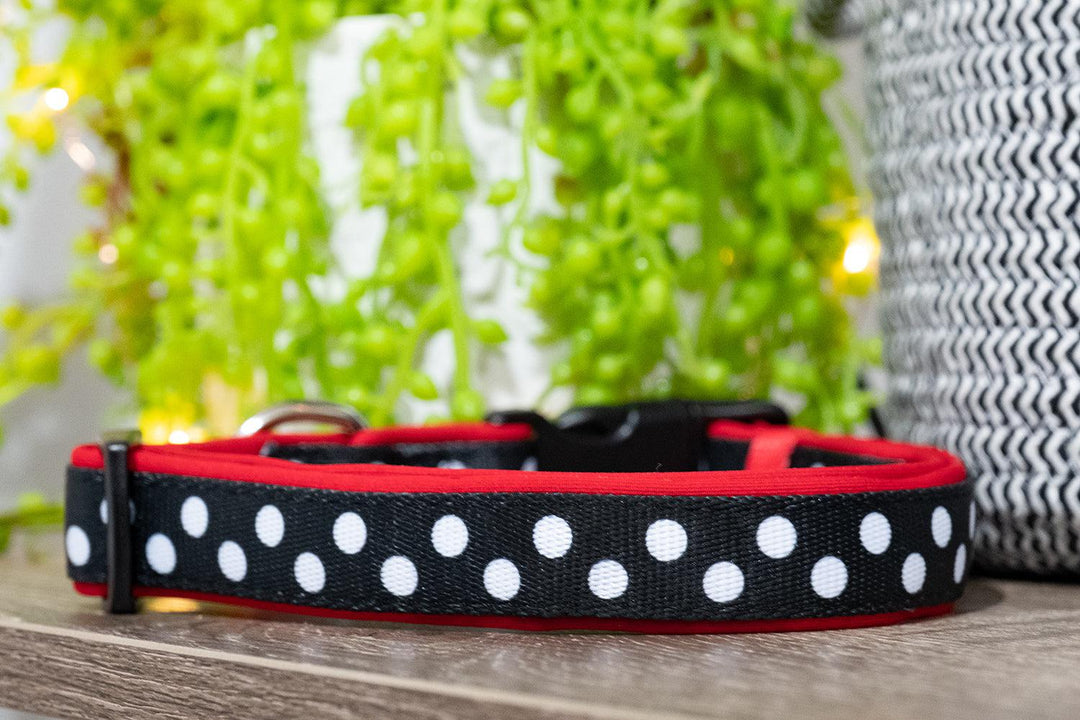 Mr Spotty Dox Dog Collar (Neoprene)-Dizzy Dog Collars-Dizzy Dog Collars