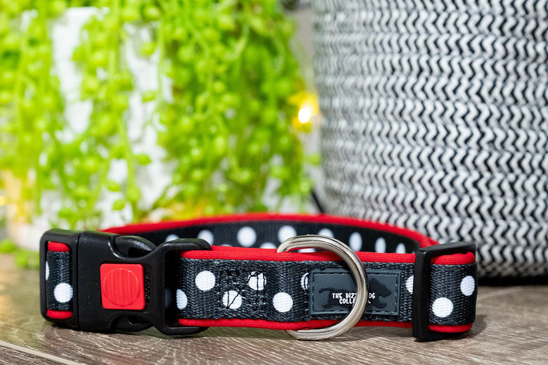 Mr Spotty Dox Dog Collar (Neoprene)-Dizzy Dog Collars-Dizzy Dog Collars