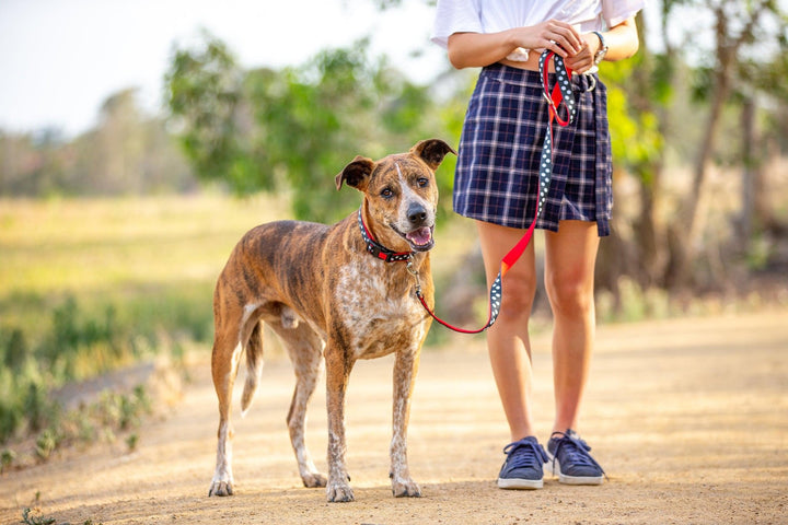 The Spotty Dox Dog Collar (Premade)-Dog Collar-Dizzy Dog Collars