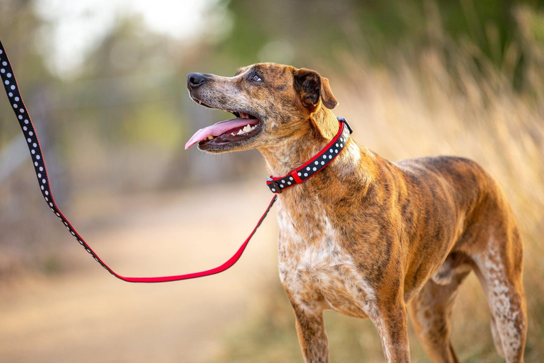 The Spotty Dox Dog Collar (Premade)-Dog Collar-Dizzy Dog Collars