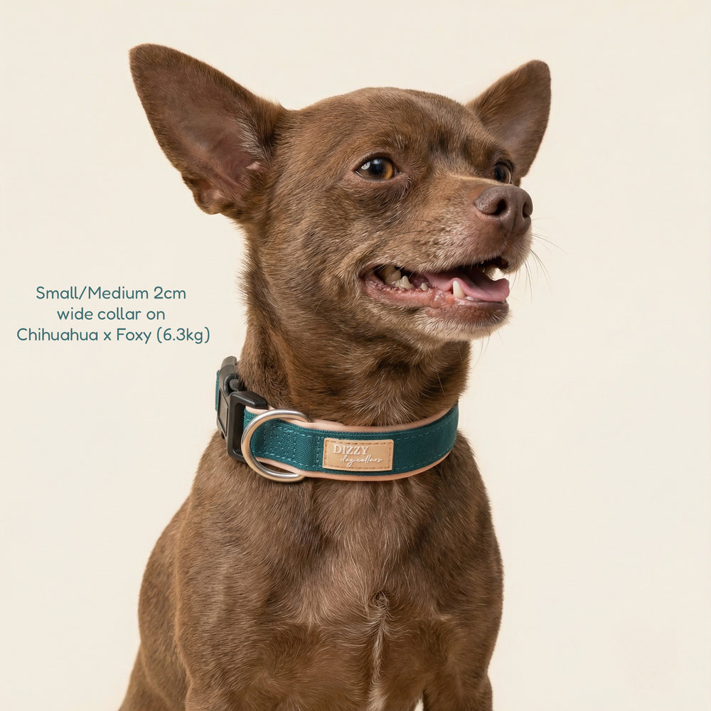 Dog wearing a teal collar on a beige background