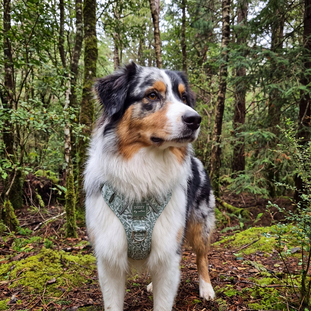 A tricolor Australian Shepherd dog standing in a mossy forest, wearing a green patterned harness.