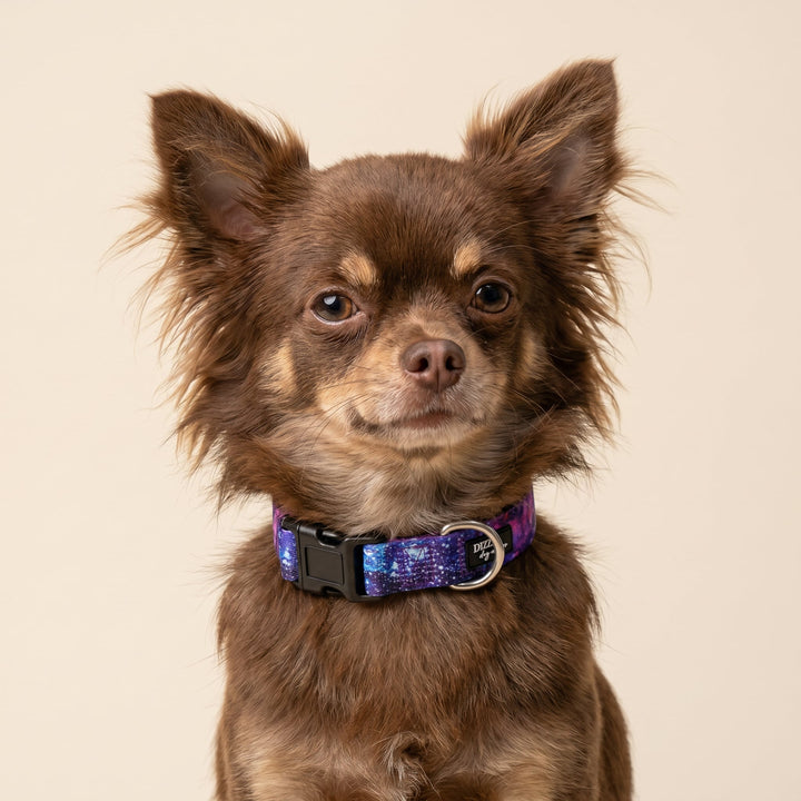 Galaxy Dog Collar | Neoprene & Stainless Steel