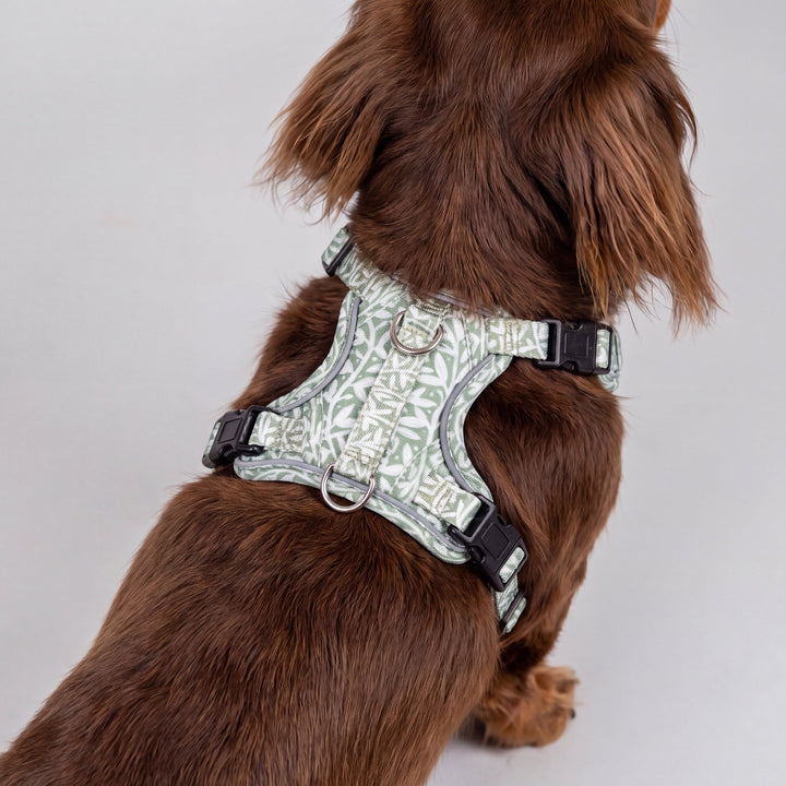 A brown dachshund dog wearing a light sage green and white patterned harness with black plastic buckles, shown from behind against a neutral light gray background.