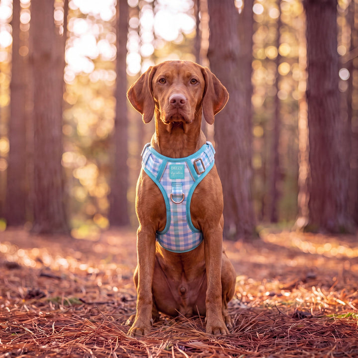 No Pull Dog Harness with Handle | Breezy Blue Gingham