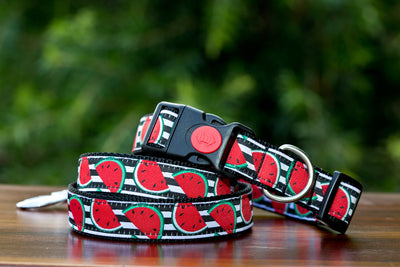Watermelon Dog Collar-Dog Collar-Dizzy Dog Collars-XS 5/8” (1.5cm) Wide-Dizzy Dog Collars