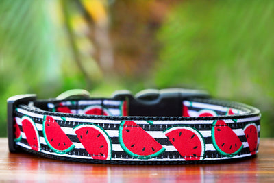 Watermelon Dog Collar-Dog Collar-Dizzy Dog Collars-XS 5/8” (1.5cm) Wide-Dizzy Dog Collars