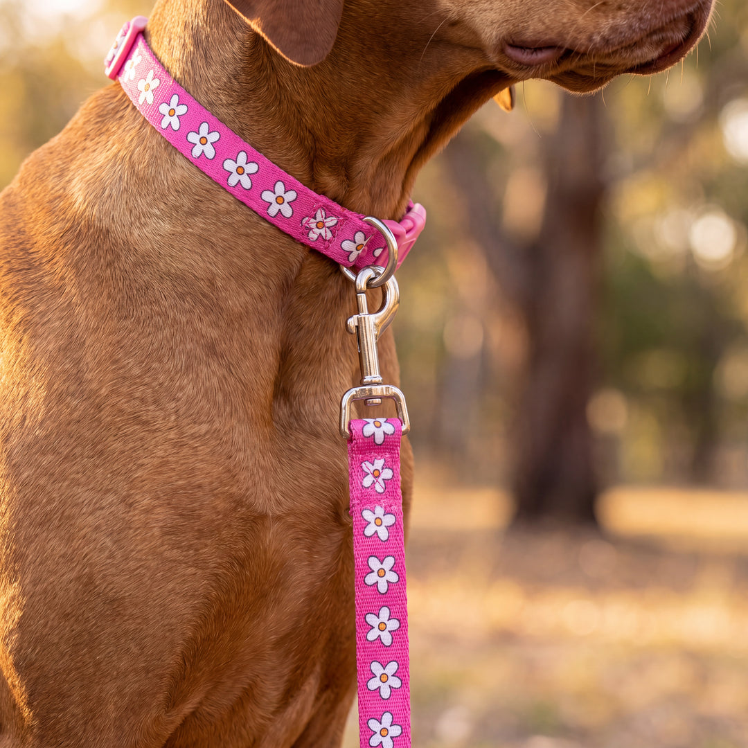 Darling Daisy: Pink Daisy Dog Leash | Fully Padded Leash