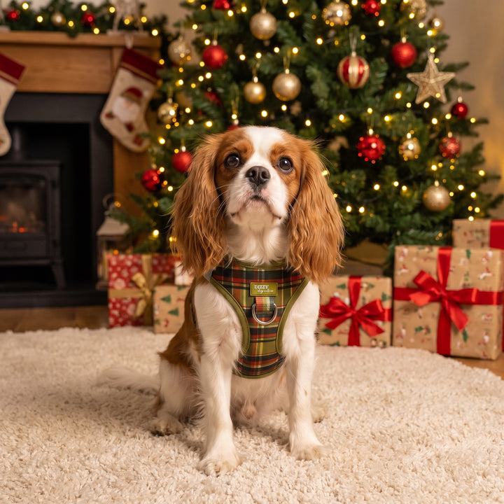 An Olive Christmas : Step In Dog Harness